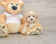 9 week old Maltipoo Puppy For Sale - Windy City Pups