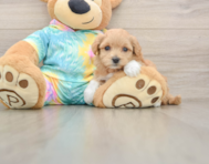 7 week old Maltipoo Puppy For Sale - Windy City Pups