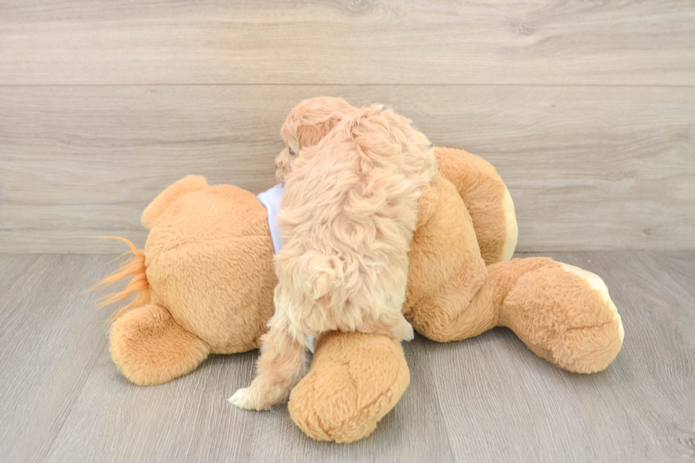 Hypoallergenic Maltepoo Poodle Mix Puppy