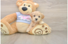 Energetic Multipoo Poodle Mix Puppy
