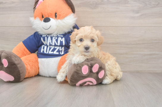 10 week old Maltipoo Puppy For Sale - Windy City Pups Playful Maltepoo Poodle Mix Puppy