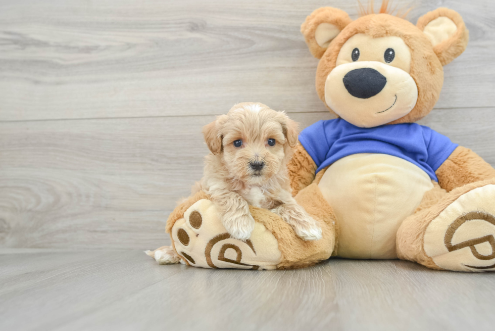 Adorable Maltidoodle Poodle Mix Puppy