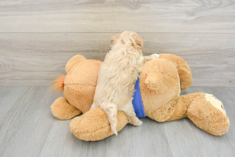 Maltipoo Pup Being Cute