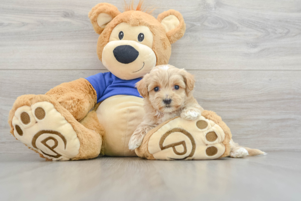 Fluffy Maltipoo Poodle Mix Pup