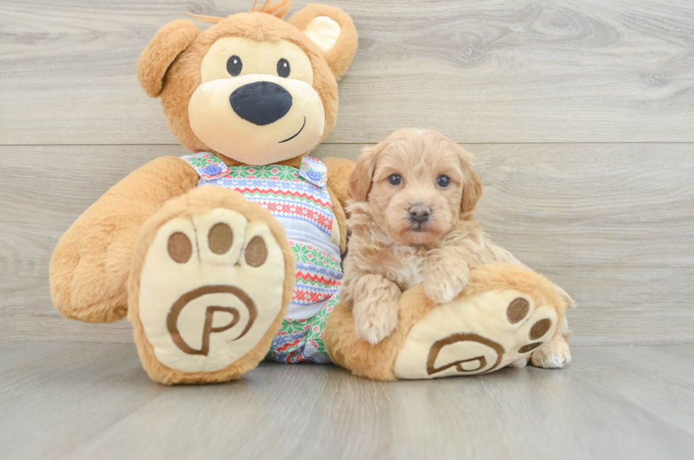 6 week old Maltipoo Puppy For Sale - Windy City Pups