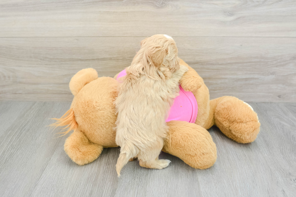 Maltipoo Pup Being Cute