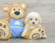 8 week old Maltipoo Puppy For Sale - Windy City Pups