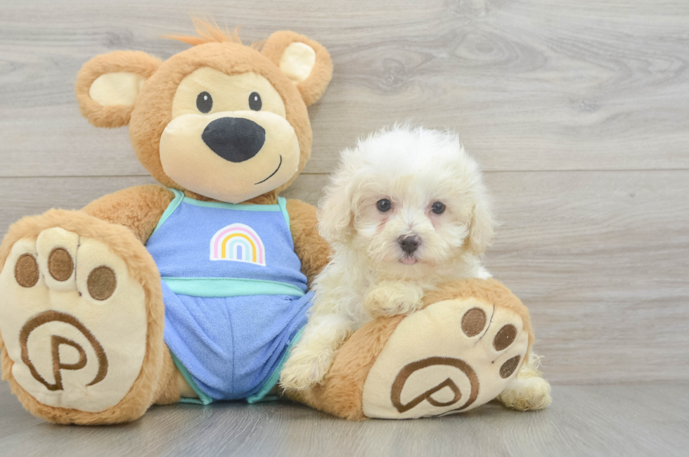 7 week old Maltipoo Puppy For Sale - Windy City Pups