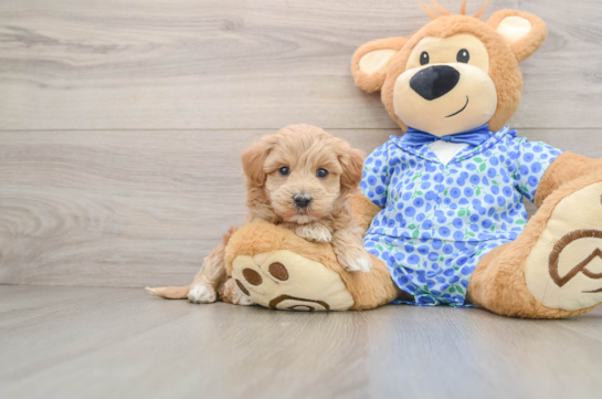 Maltipoo Puppy for Adoption