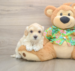 7 week old Maltipoo Puppy For Sale - Windy City Pups