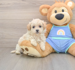 6 week old Maltipoo Puppy For Sale - Windy City Pups