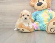 7 week old Maltipoo Puppy For Sale - Windy City Pups
