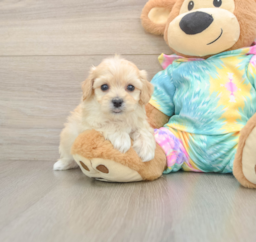 6 week old Maltipoo Puppy For Sale - Windy City Pups