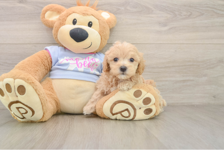 Maltipoo Puppy for Adoption