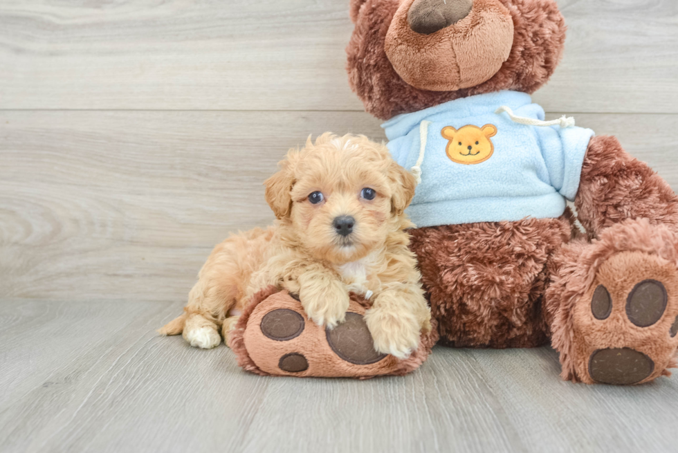 Maltipoo Pup Being Cute