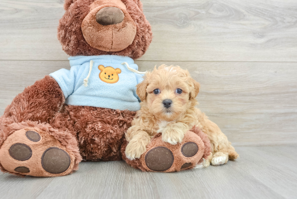 Maltipoo Puppy for Adoption