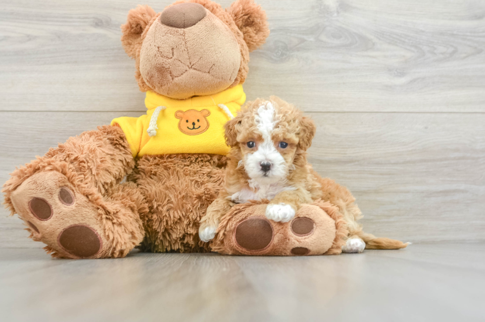 8 week old Maltipoo Puppy For Sale - Windy City Pups