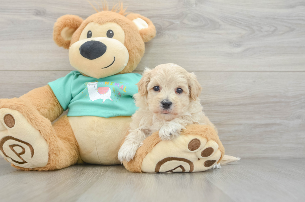 7 week old Maltipoo Puppy For Sale - Windy City Pups