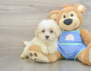 8 week old Maltipoo Puppy For Sale - Windy City Pups