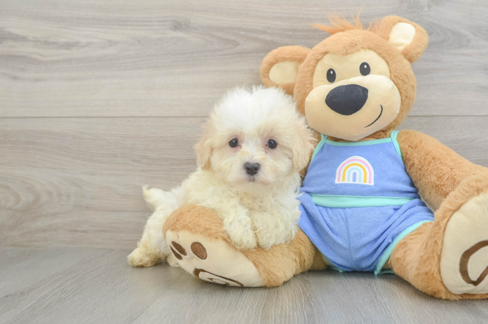 7 week old Maltipoo Puppy For Sale - Windy City Pups