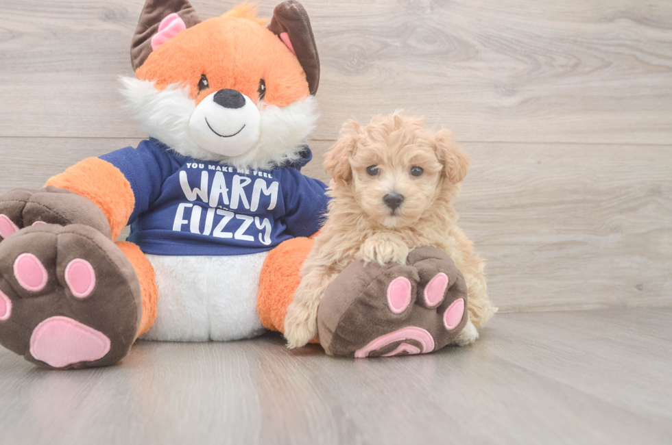 8 week old Maltipoo Puppy For Sale - Windy City Pups