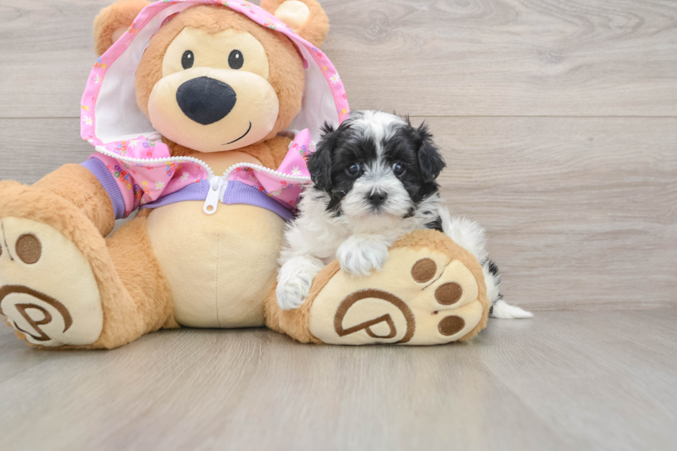 Adorable Malt a Poo Poodle Mix Puppy