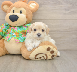 7 week old Maltipoo Puppy For Sale - Windy City Pups