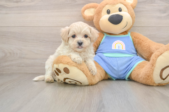NATE, a Maltipoo littermate