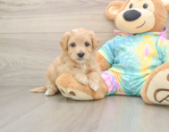 7 week old Maltipoo Puppy For Sale - Windy City Pups