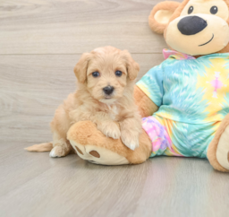6 week old Maltipoo Puppy For Sale - Windy City Pups