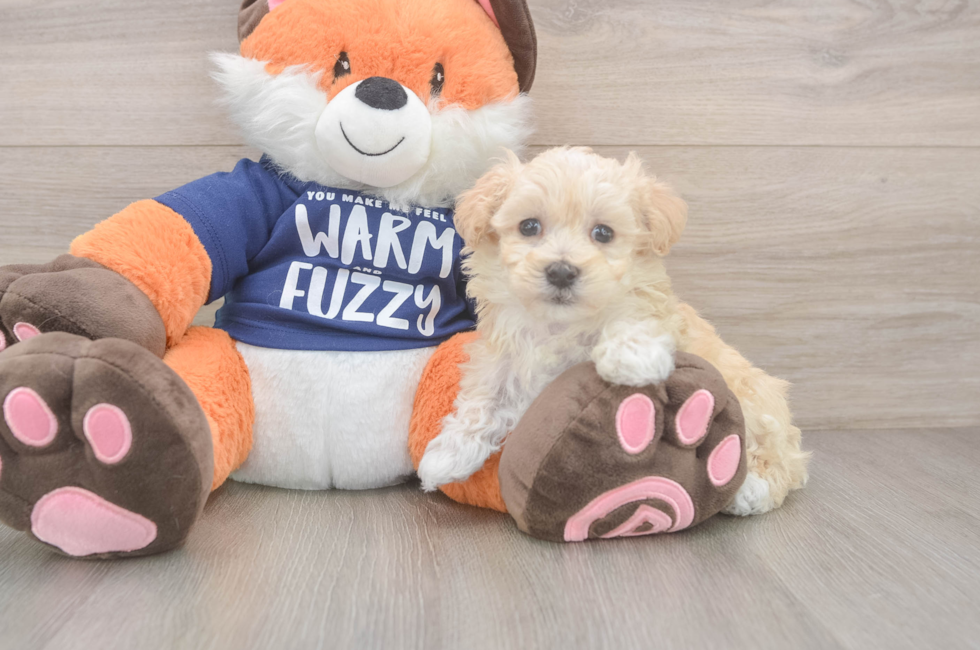 8 week old Maltipoo Puppy For Sale - Windy City Pups