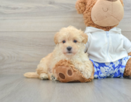 8 week old Maltipoo Puppy For Sale - Windy City Pups