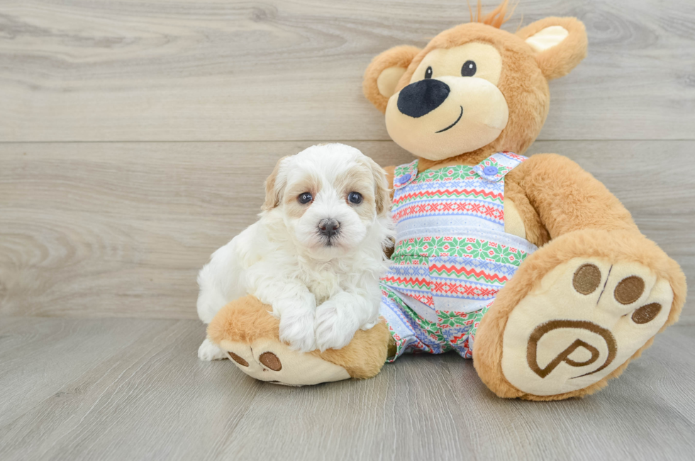 5 week old Maltipoo Puppy For Sale - Windy City Pups