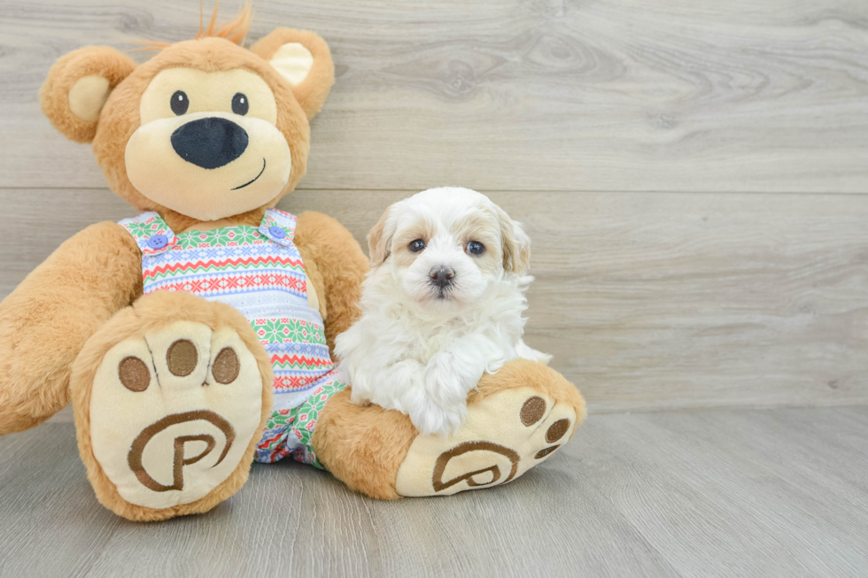 Popular Maltipoo Poodle Mix Pup