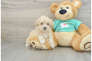 Cute Maltipoo Baby