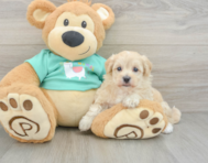 8 week old Maltipoo Puppy For Sale - Windy City Pups