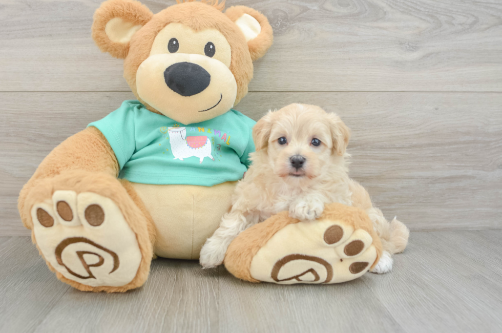 7 week old Maltipoo Puppy For Sale - Windy City Pups