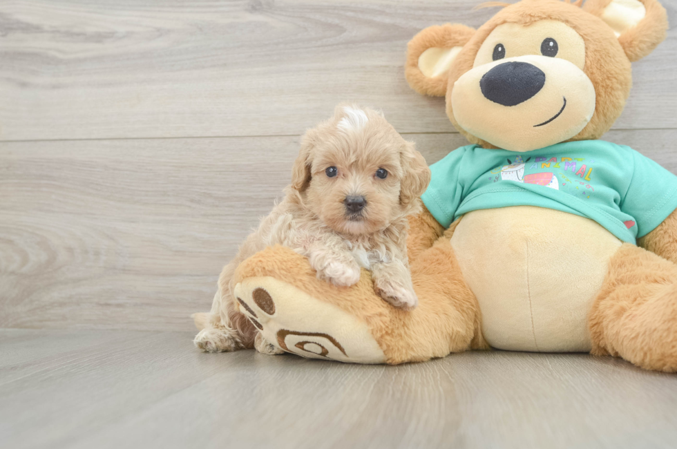 5 week old Maltipoo Puppy For Sale - Windy City Pups
