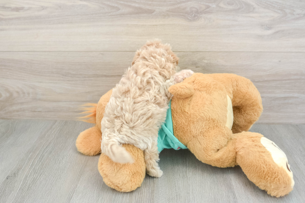 Playful Malt Oodle Poodle Mix Puppy