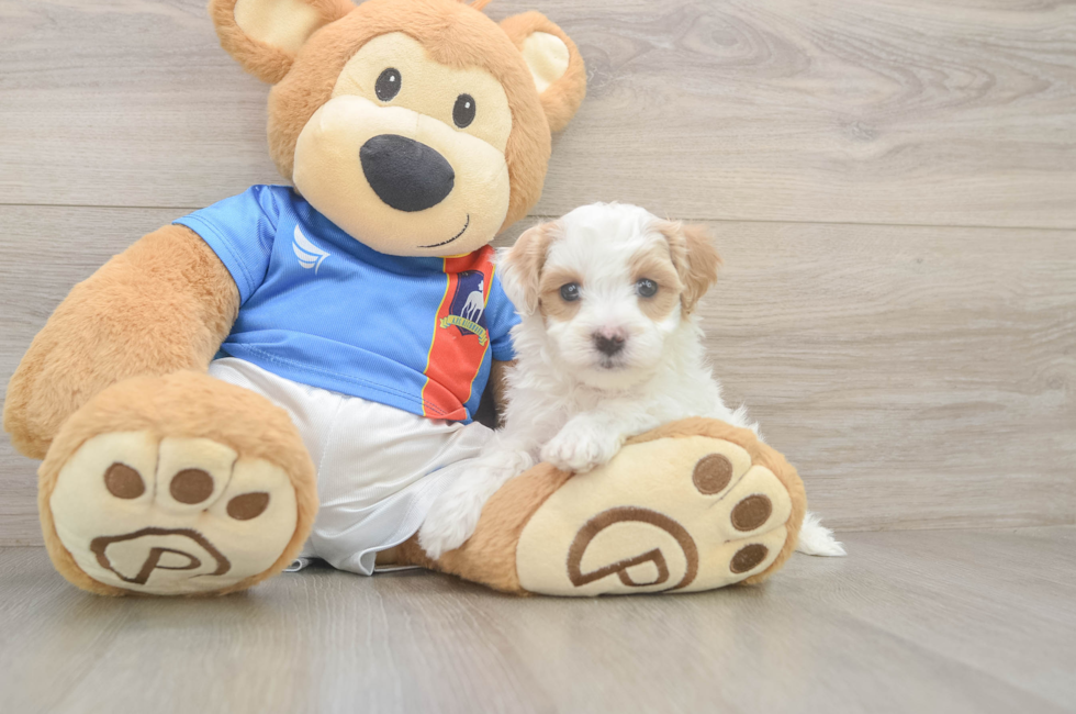5 week old Maltipoo Puppy For Sale - Windy City Pups