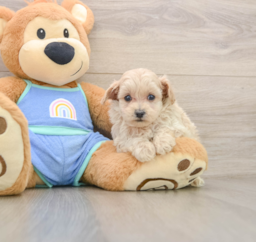 6 week old Maltipoo Puppy For Sale - Windy City Pups