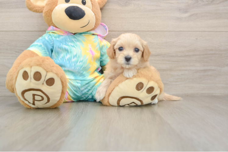 Best Maltipoo Baby