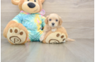Best Maltipoo Baby