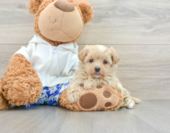 8 week old Maltipoo Puppy For Sale - Windy City Pups