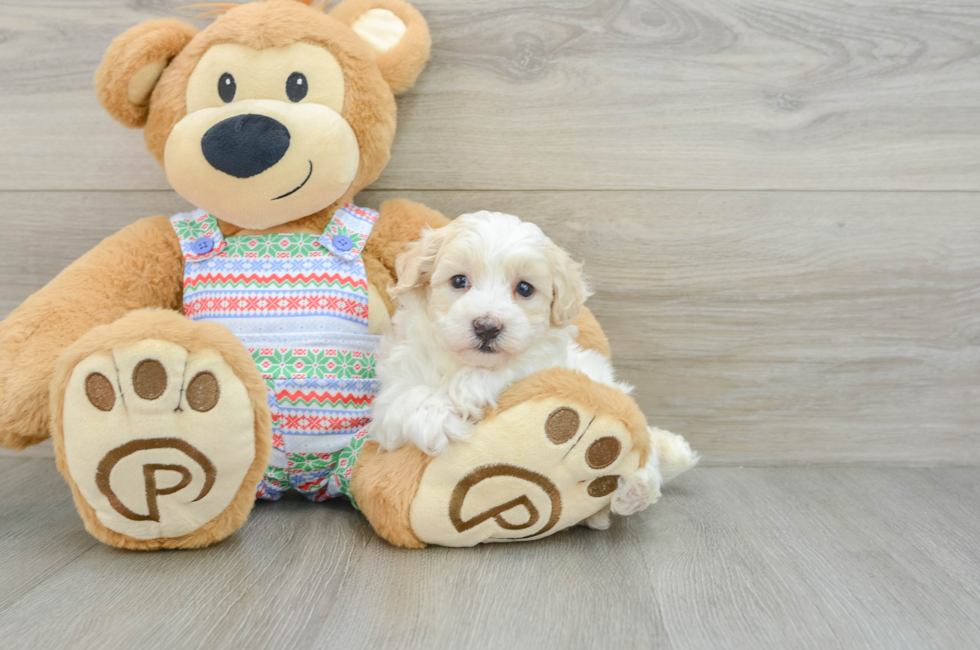 5 week old Maltipoo Puppy For Sale - Windy City Pups