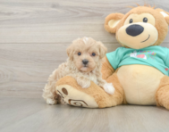 8 week old Maltipoo Puppy For Sale - Windy City Pups