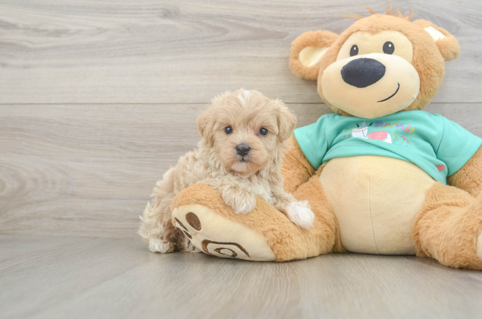 5 week old Maltipoo Puppy For Sale - Windy City Pups