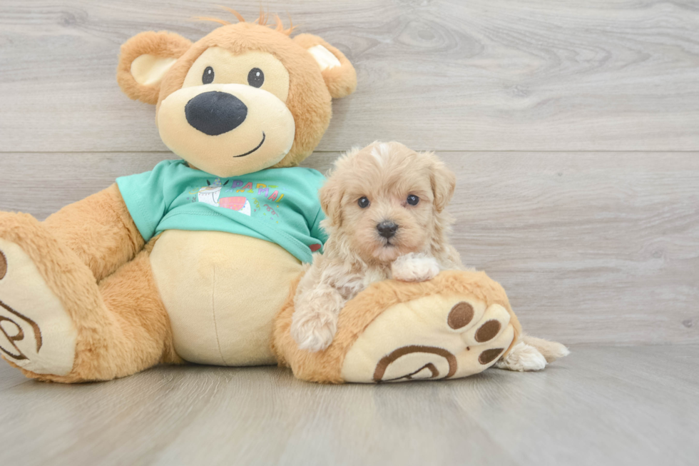 Maltipoo Pup Being Cute