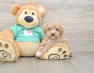 8 week old Maltipoo Puppy For Sale - Windy City Pups