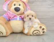 8 week old Maltipoo Puppy For Sale - Windy City Pups